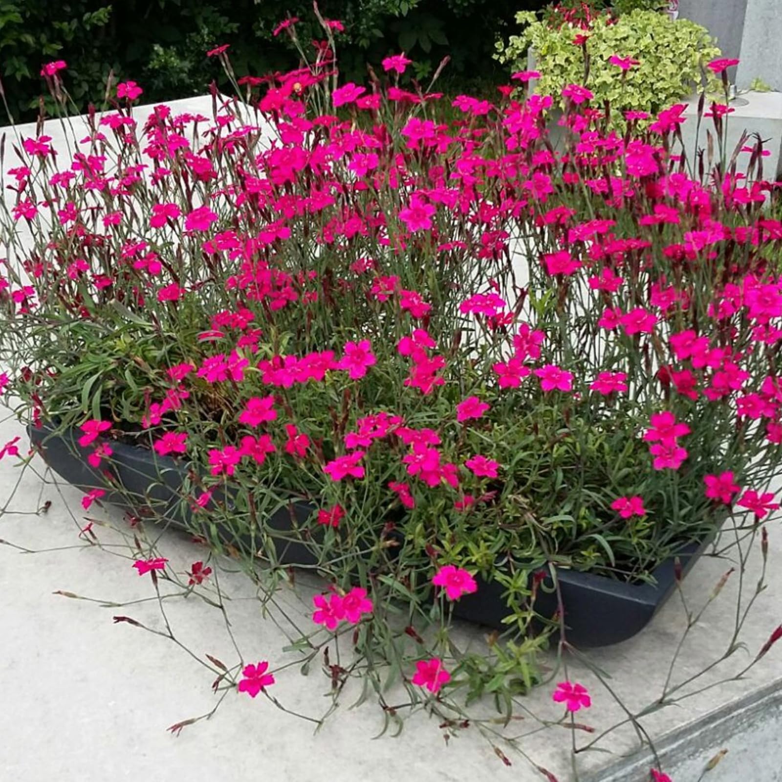 VIVANNO Pflanzschale Blumenschale Deko Schale aus Fiberglas Zoey 64 cm, wetterfest und frostsicher, für Innen und Außen, Anthrazit