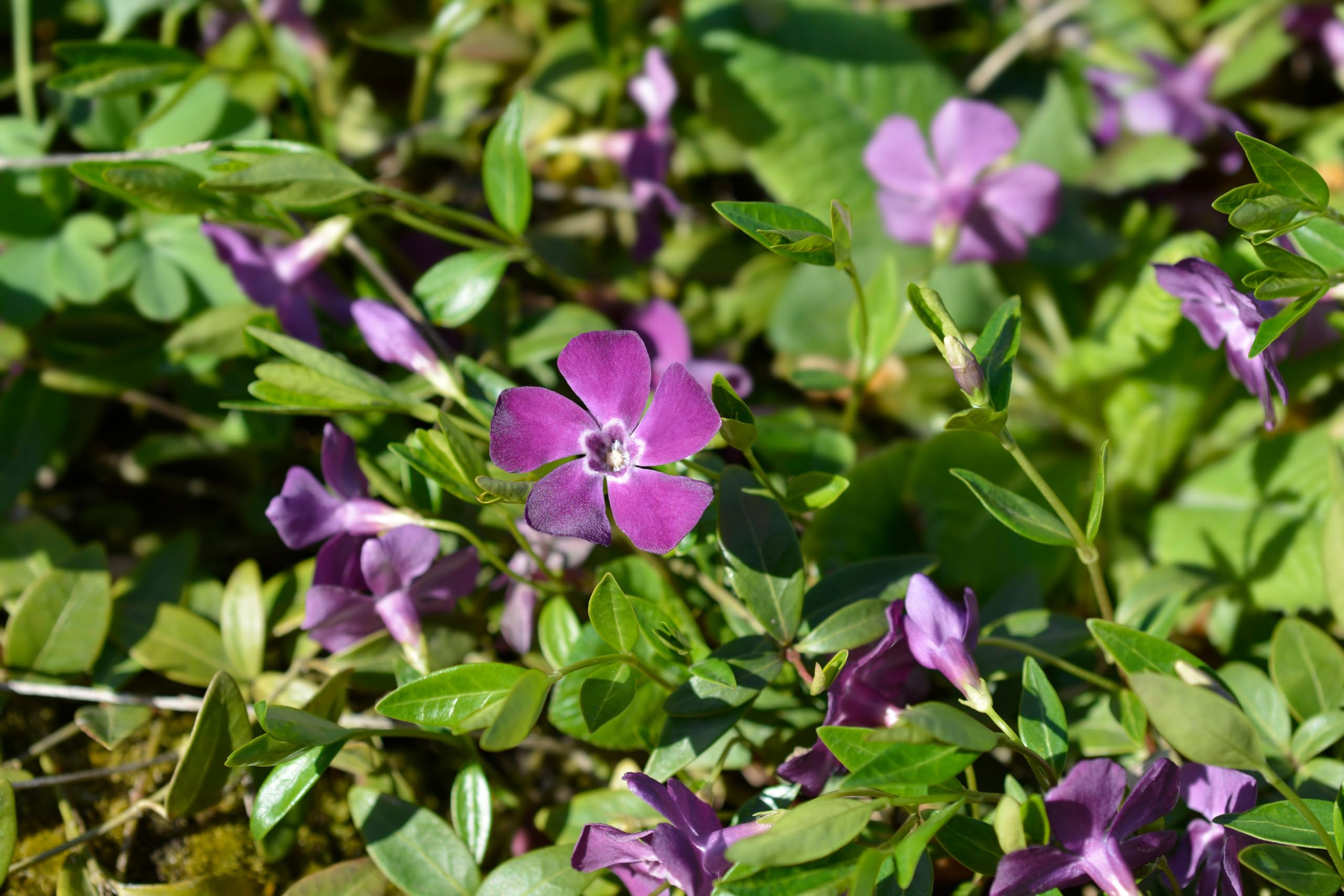 Stauden Gänge 10 x Vinca minor 'Rubra' Immergrün winterhart