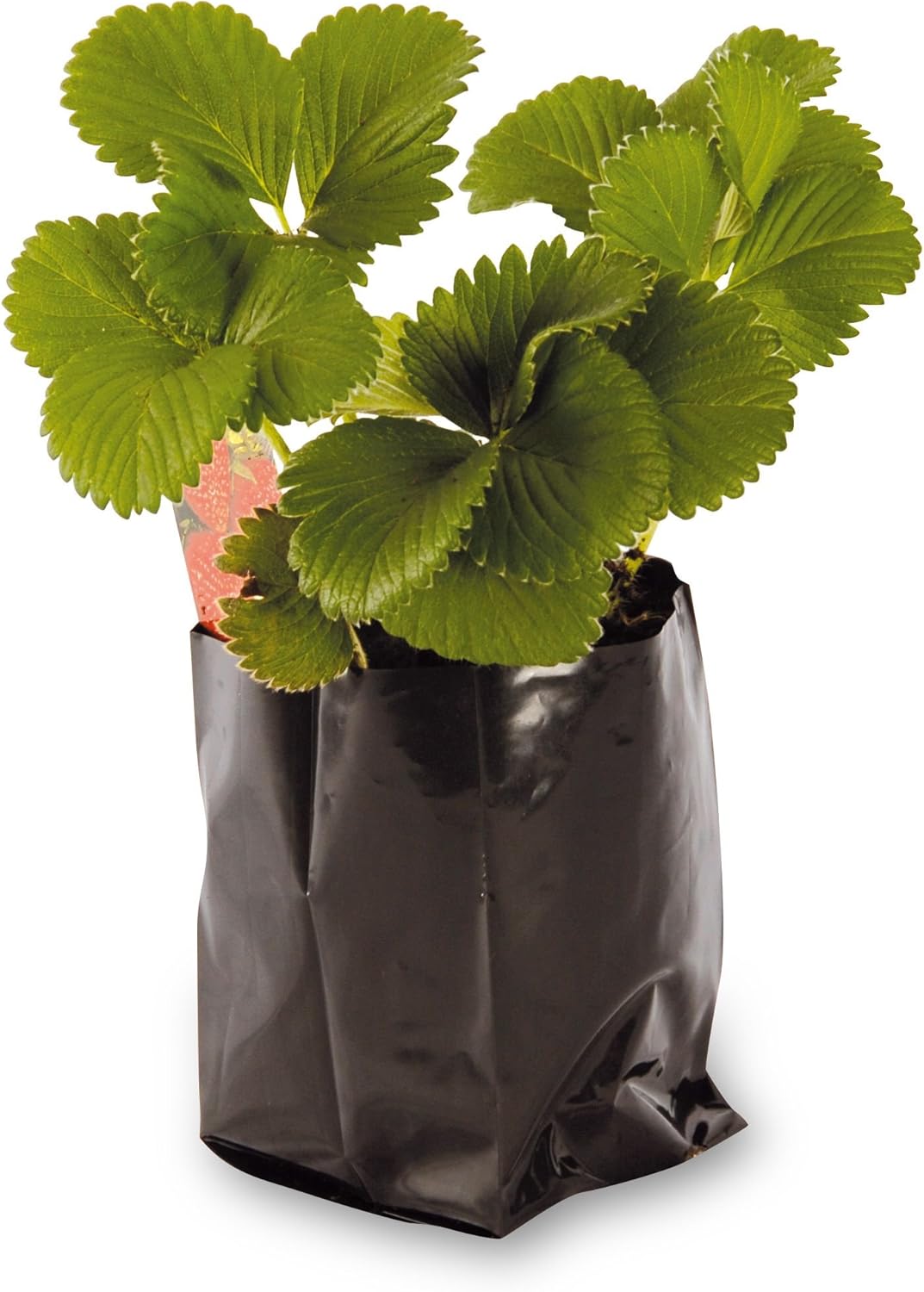 Hadopots 5L Polythene Plant Pots (Pack of 50)