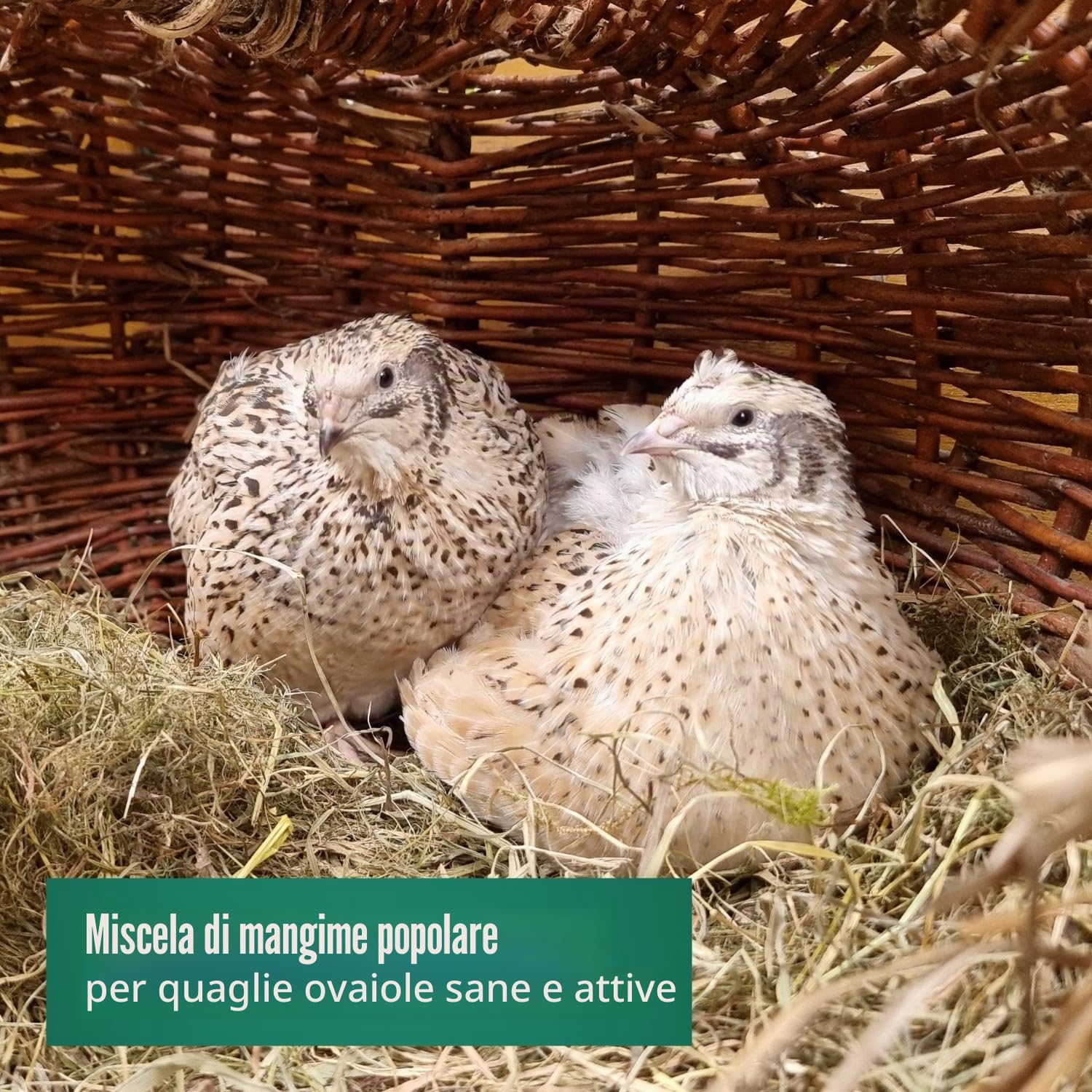 Agrarzone PREMIUM Mangime per quaglie ovaiole 25 Kg - Qualità Austriaca, ingredienti naturali, OGM-free - Per una deposizione ottimale delle quaglie ovaiole