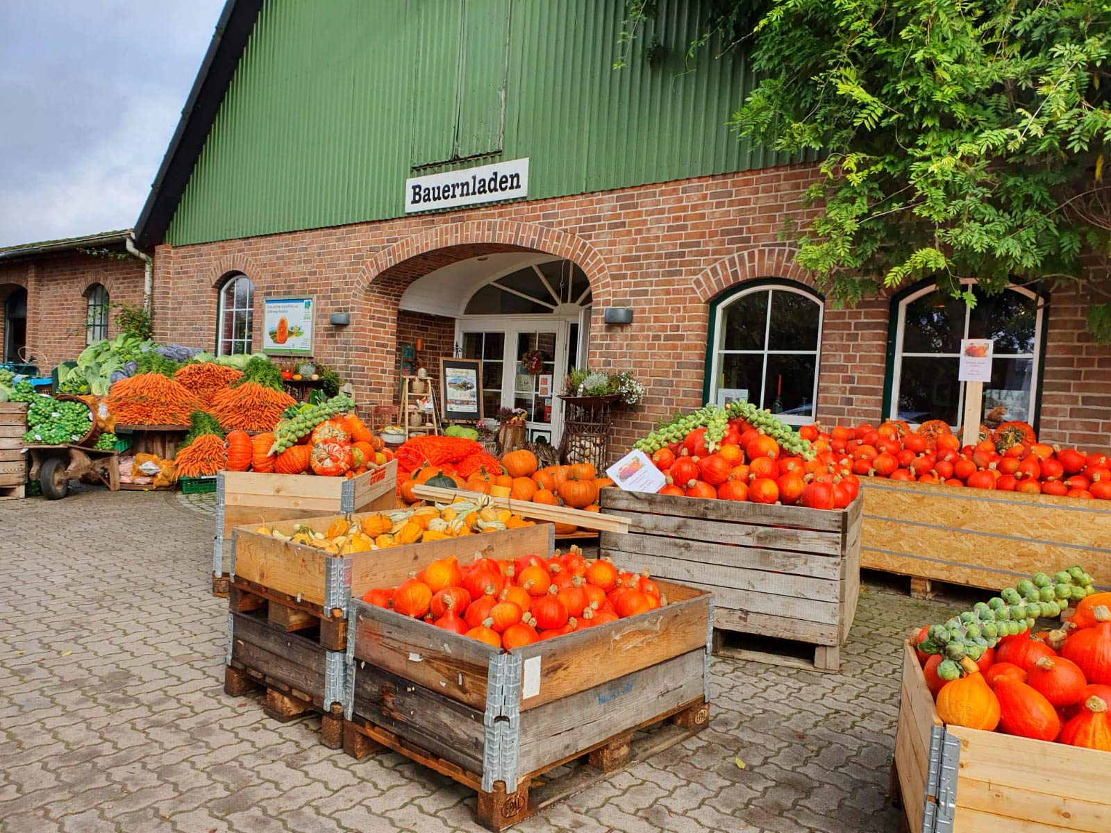 Kartoffel Lilly 10 kg, frische deutsche mehlig kochende Speisekartoffeln, kräftig gelb, Potato, für Pürreekartoffeln, Püree, Pommes, Kartoffelsuppen,