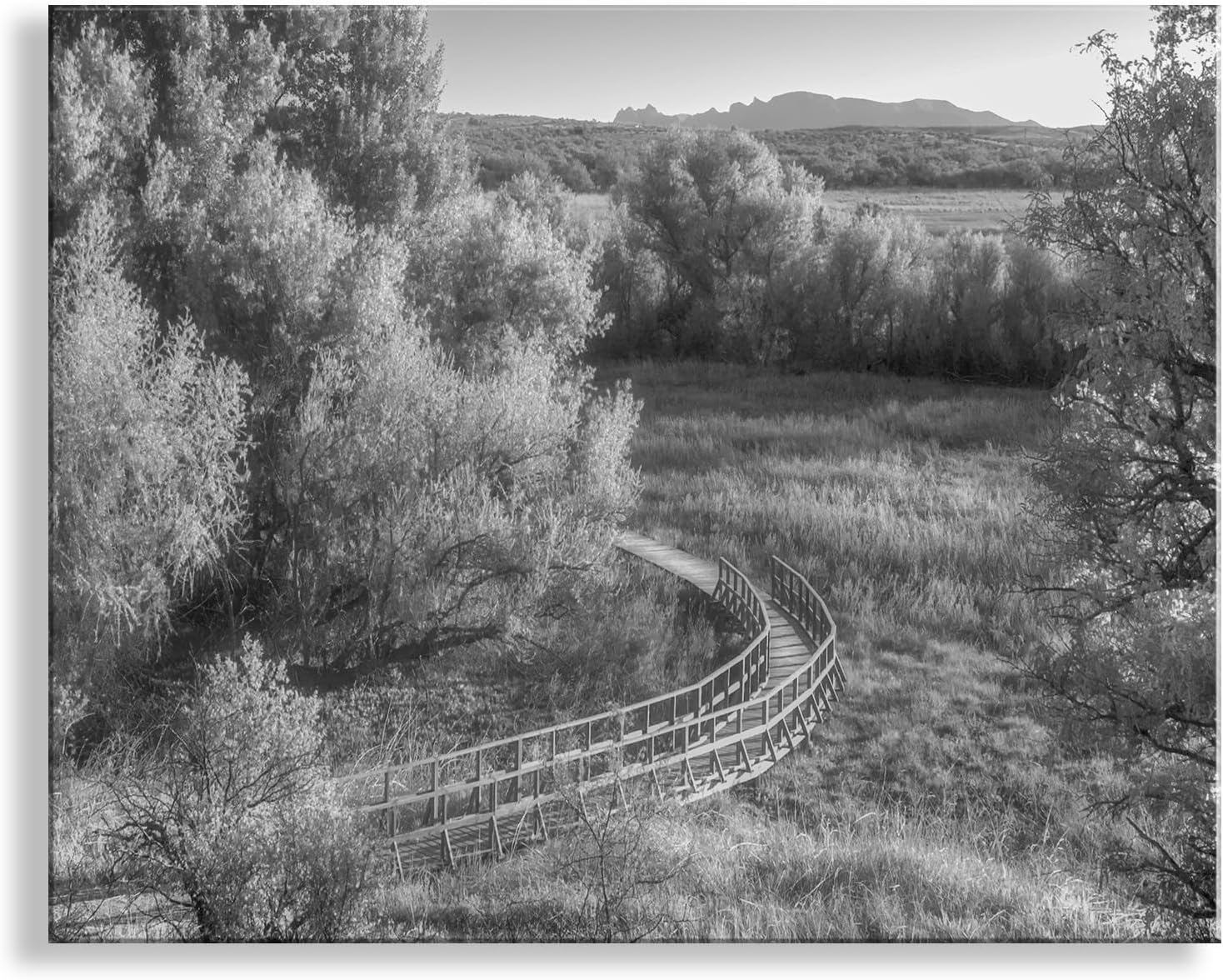 Wetlands Landscape Photograph in Dreamy Black and White with Grasslands Nature Trail