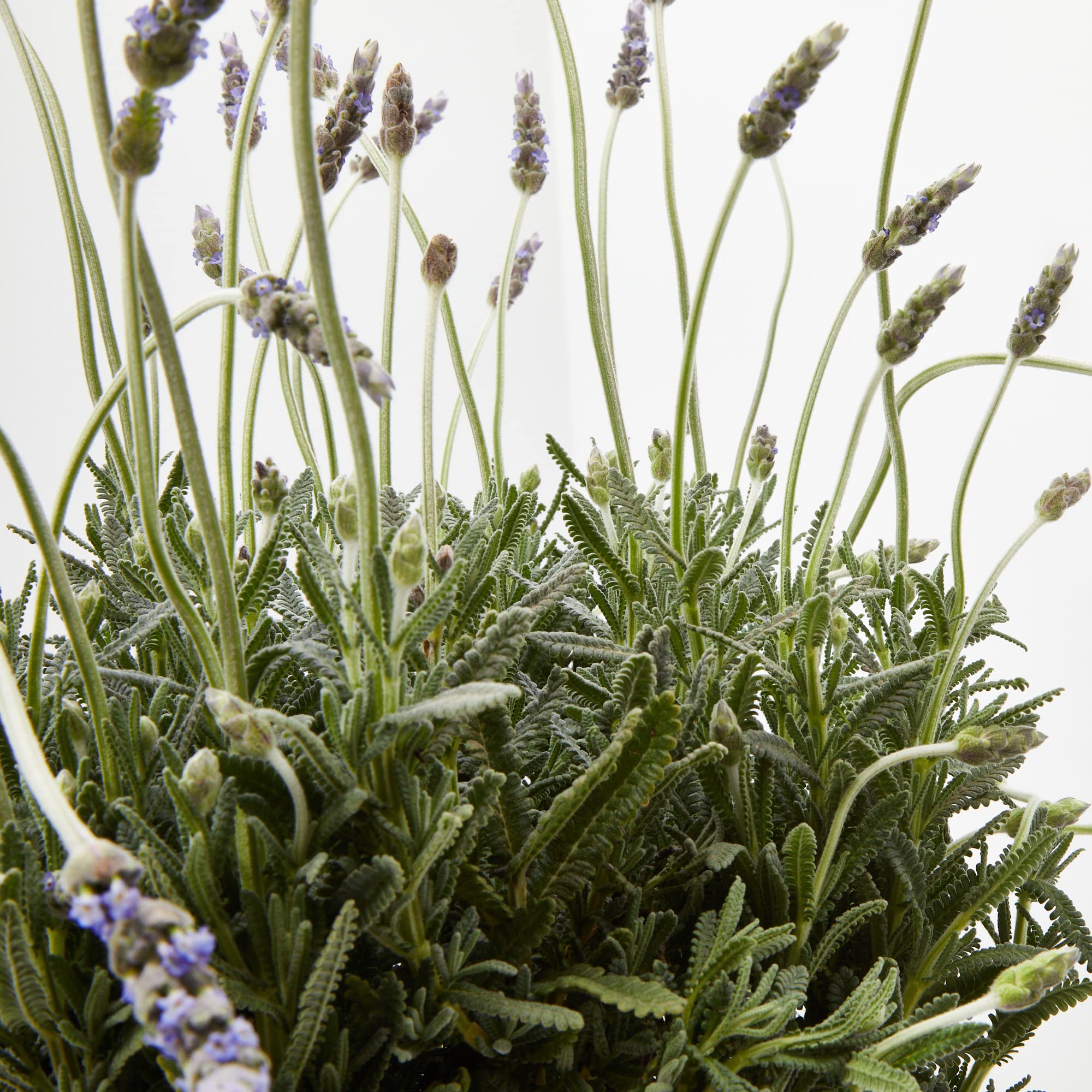 Verdecora Lavanda | Lavandula, espliego | Hierbas aromáticas | Planta natural de exterior (Maceta Ø20cm)