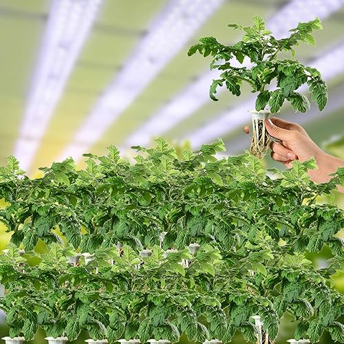 Miniatura 7 de Paquete de 100 esponjas hidropónicas, esponjas de repuesto para pre-cultivo, kit de sistema de cultivo hidropónico compatible con esponjas