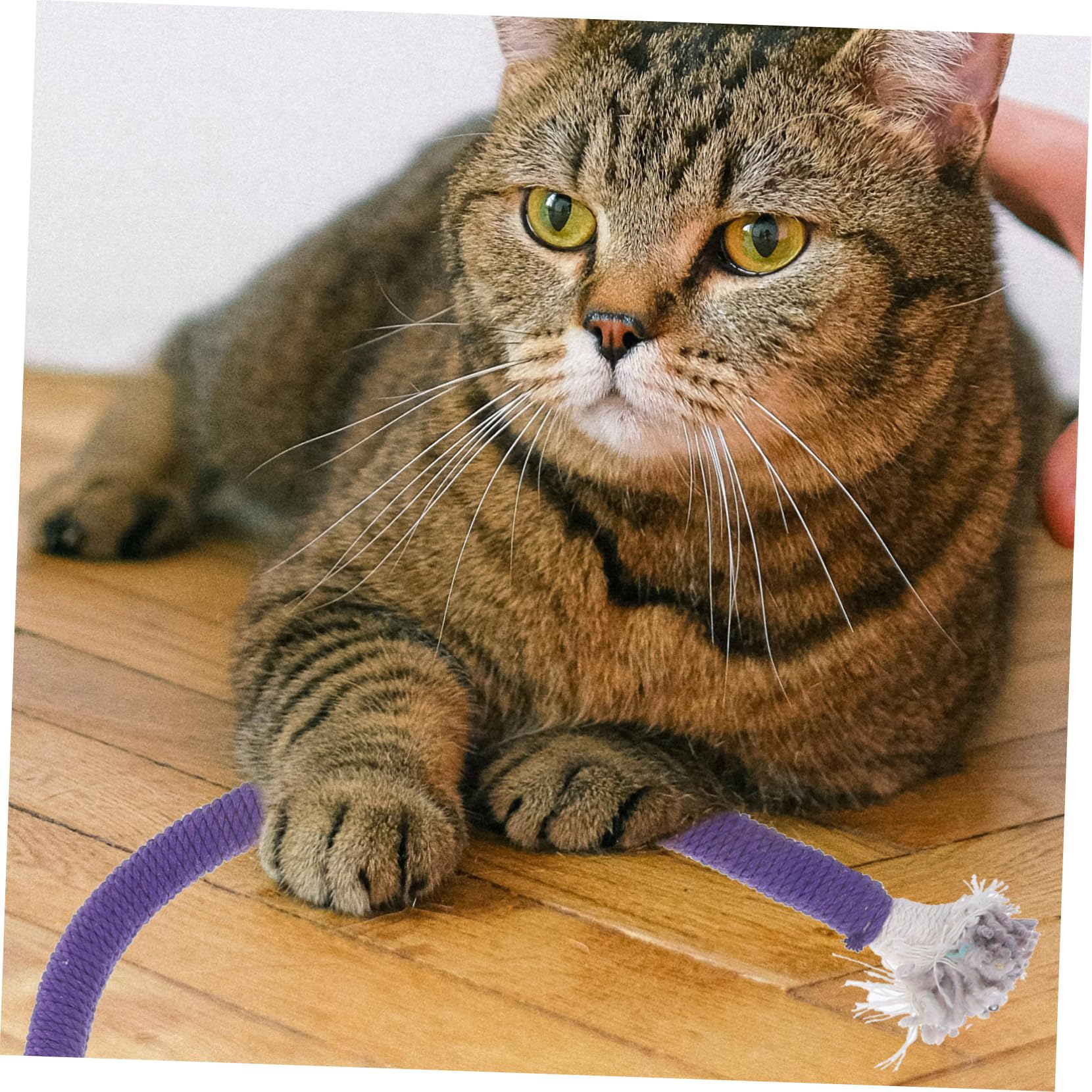 BESPORTBLE 12 Pièces Jouet pour Chat Jouets pour Animaux De Compagnie Jouets pour Chaton Voiture Corde en Coton Jouets De Morsure De Chat Corde De Meulage De Dents De Chat Jouets À Mâcher