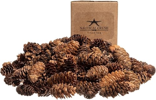 Miniatura 4 de Conos de pino | 400 conos de pino pequeños de 3/4 a 1 1/4 pulgadas | Mini conos de pino de abeto negro de 24 onzas | Relleno de cono de pino