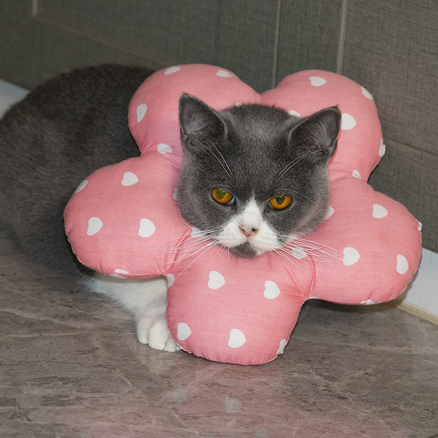 ピンクの猫 ピンクの猫 ピンクの猫 様 Amazon | ライブDio ZX AF35 立体