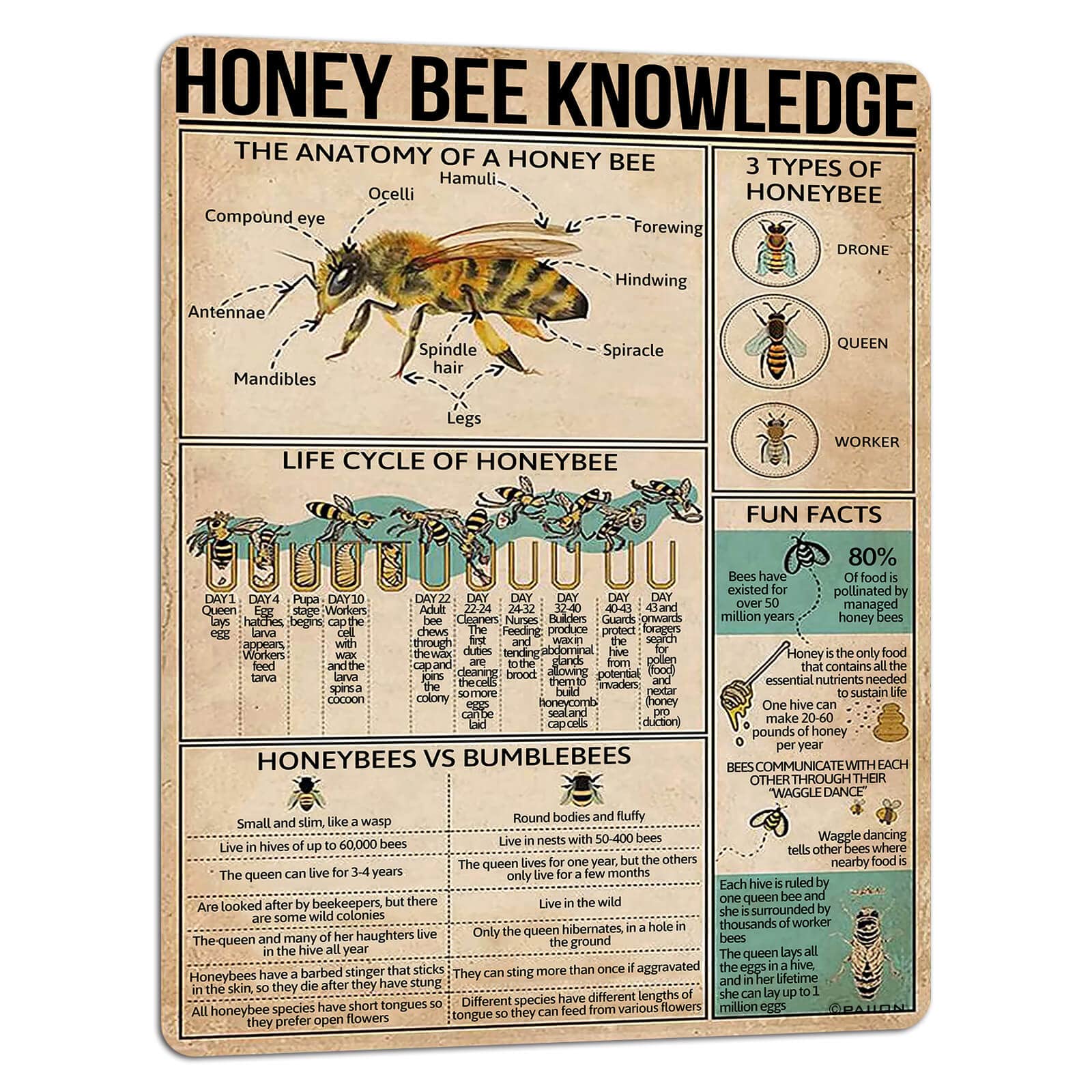 Anceky Vintage Honey Bee Knowledge Life Cycle of Honeybee Infographics Field Poster Metal Aluminium Tin Sign Wall Decor 5.5x8