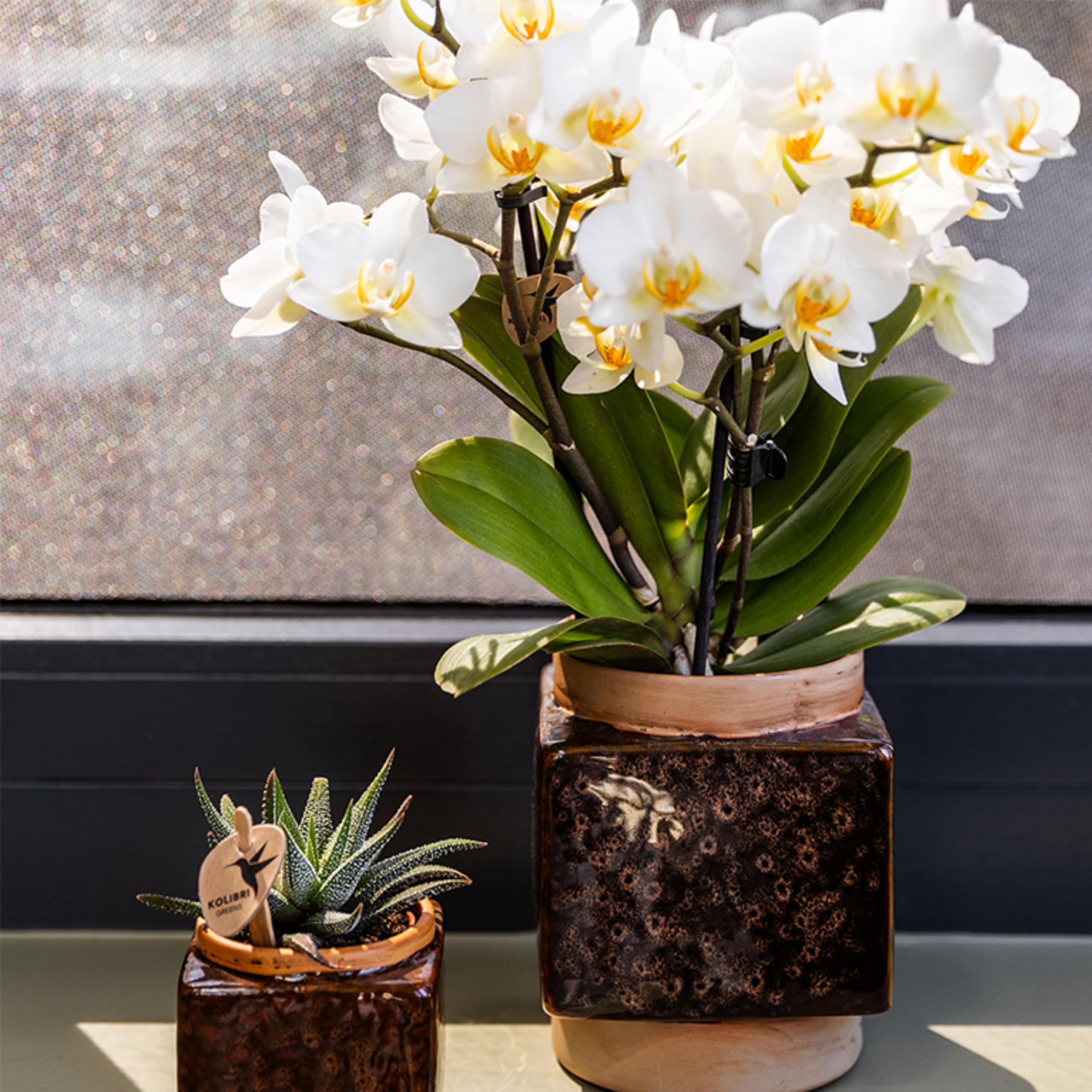 Kolibri Orchids | Weiße Phalaenopsis-Orchidee - Lausanne - Topfgröße Ø9cm | Blühende Zimmerpflanze - frisch vom Züchter