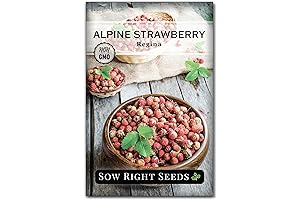 Regina Alpine Strawberry Seeds: Home Vegetable Gardening