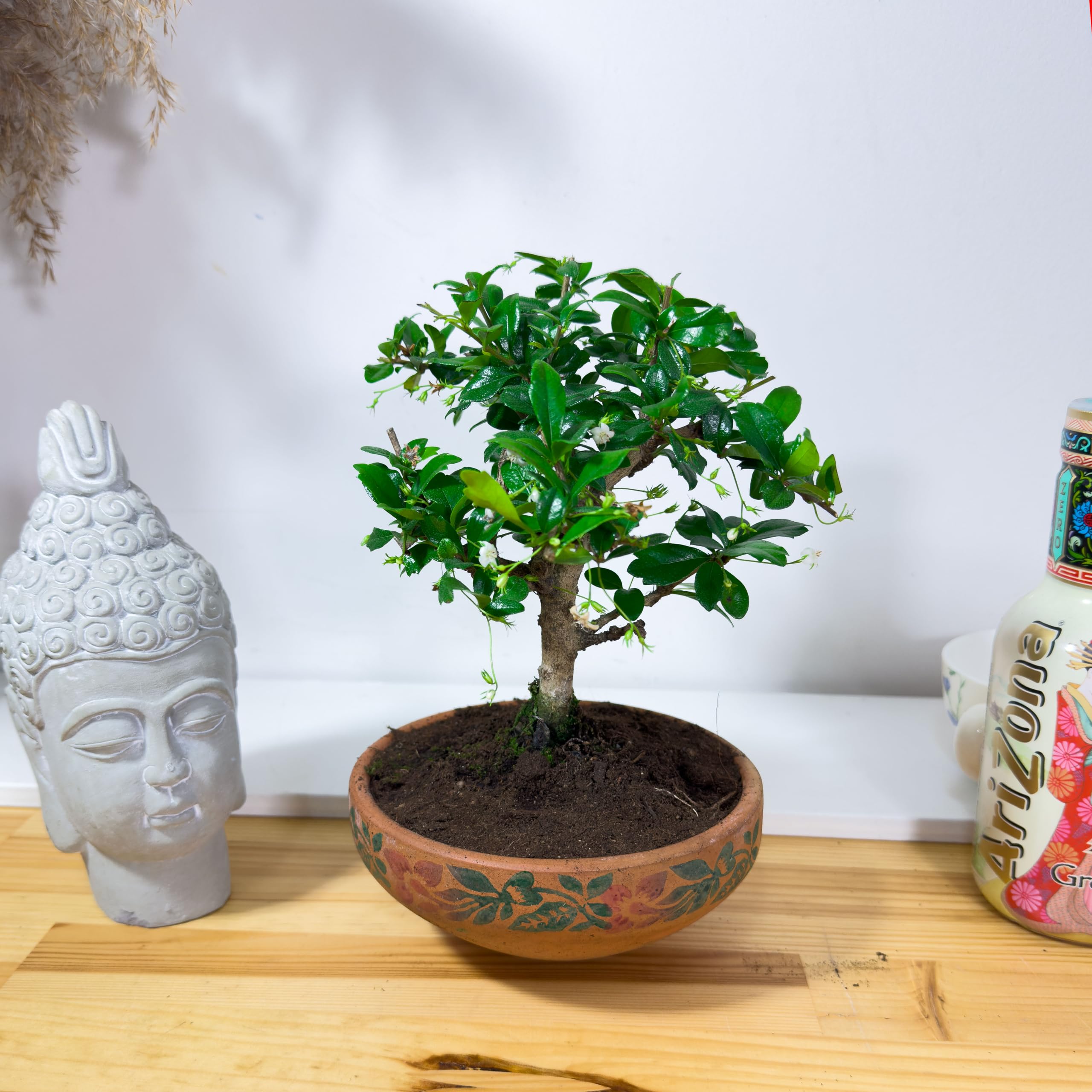 Carmona Fukien Tea Tree Bonsai in 15cm Terracotta Pot – Live Indoor House Plant with Glossy Leaves & Tiny Flowers – Easy Care Bonsai Tree for Home Office Décor, Zen Garden, Gift or Meditation Space