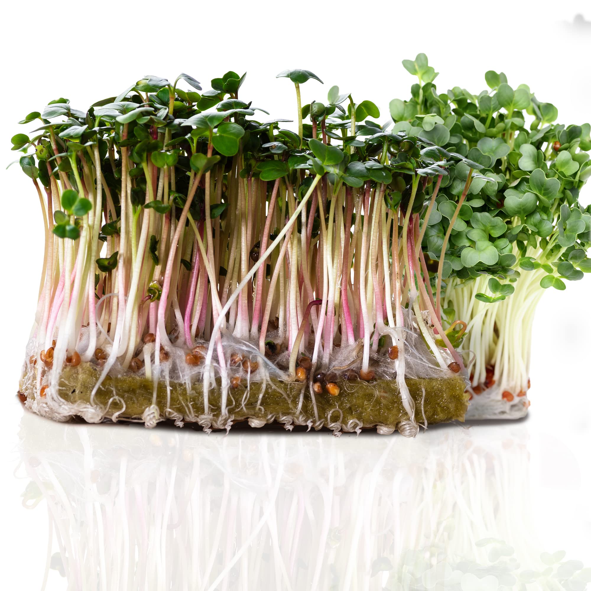 Radish Seeds Sprouting Radish Seed Timelapse Fail (20 Days Growth From