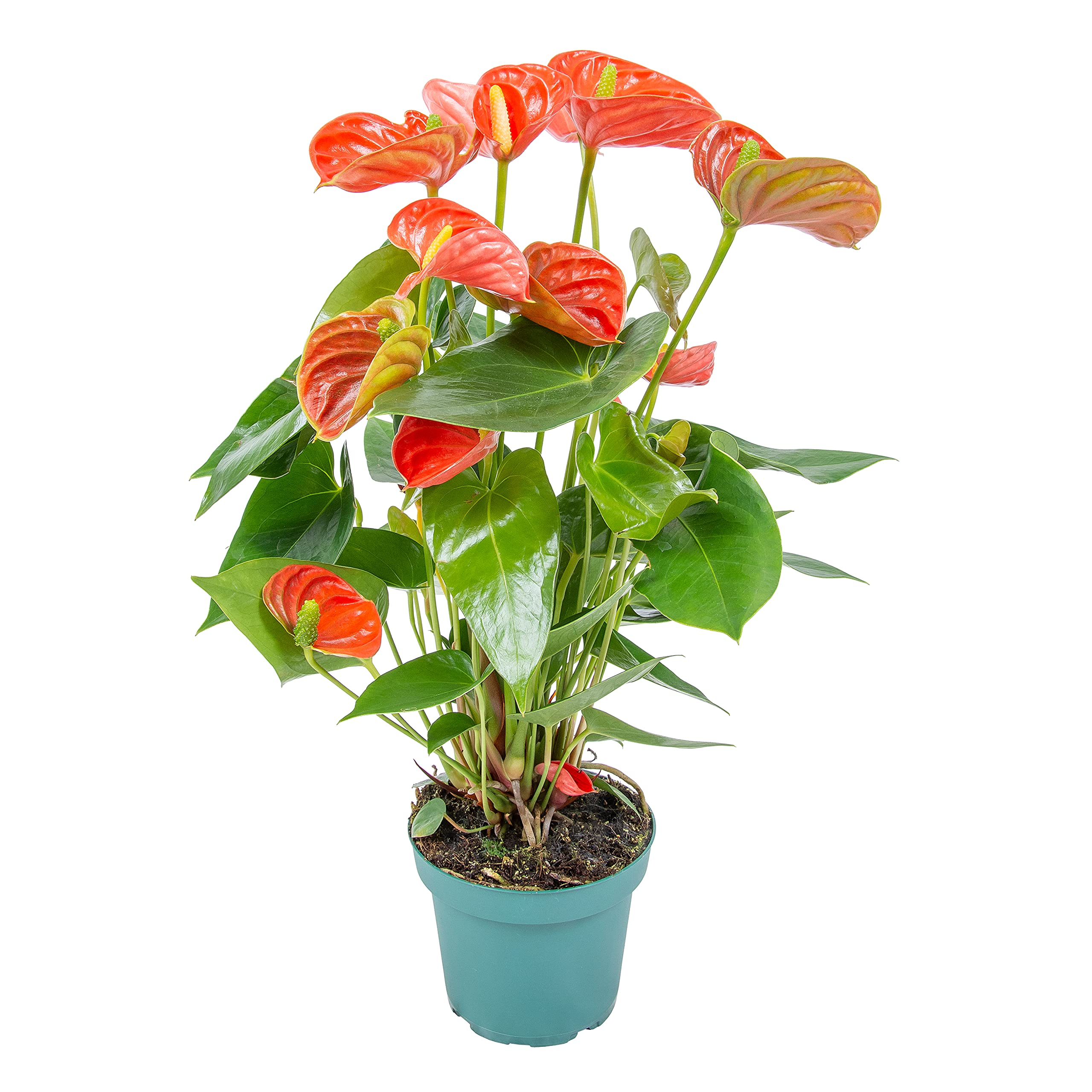 Anthurium  Aristo  Plante de flamant rose, facile d'entretien, orange,  diamtre : 14 cm, 45  55 cm : Amazon.com.be: Jardin