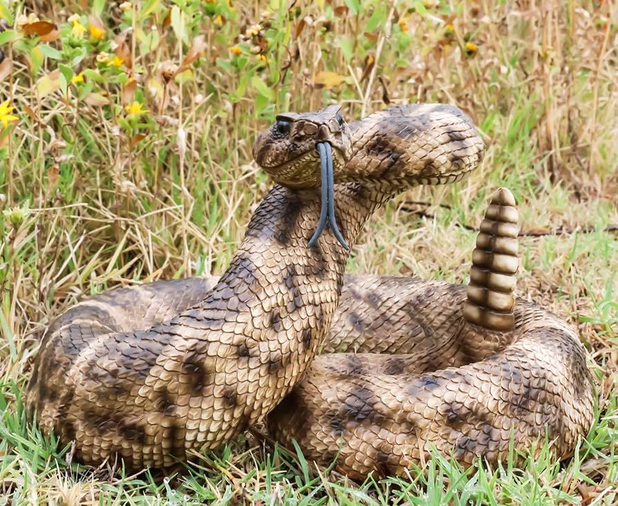 ガラガラヘビの尻尾（大）剥製 ガラガラヘビの尻尾（大）剥製 - メルカリ