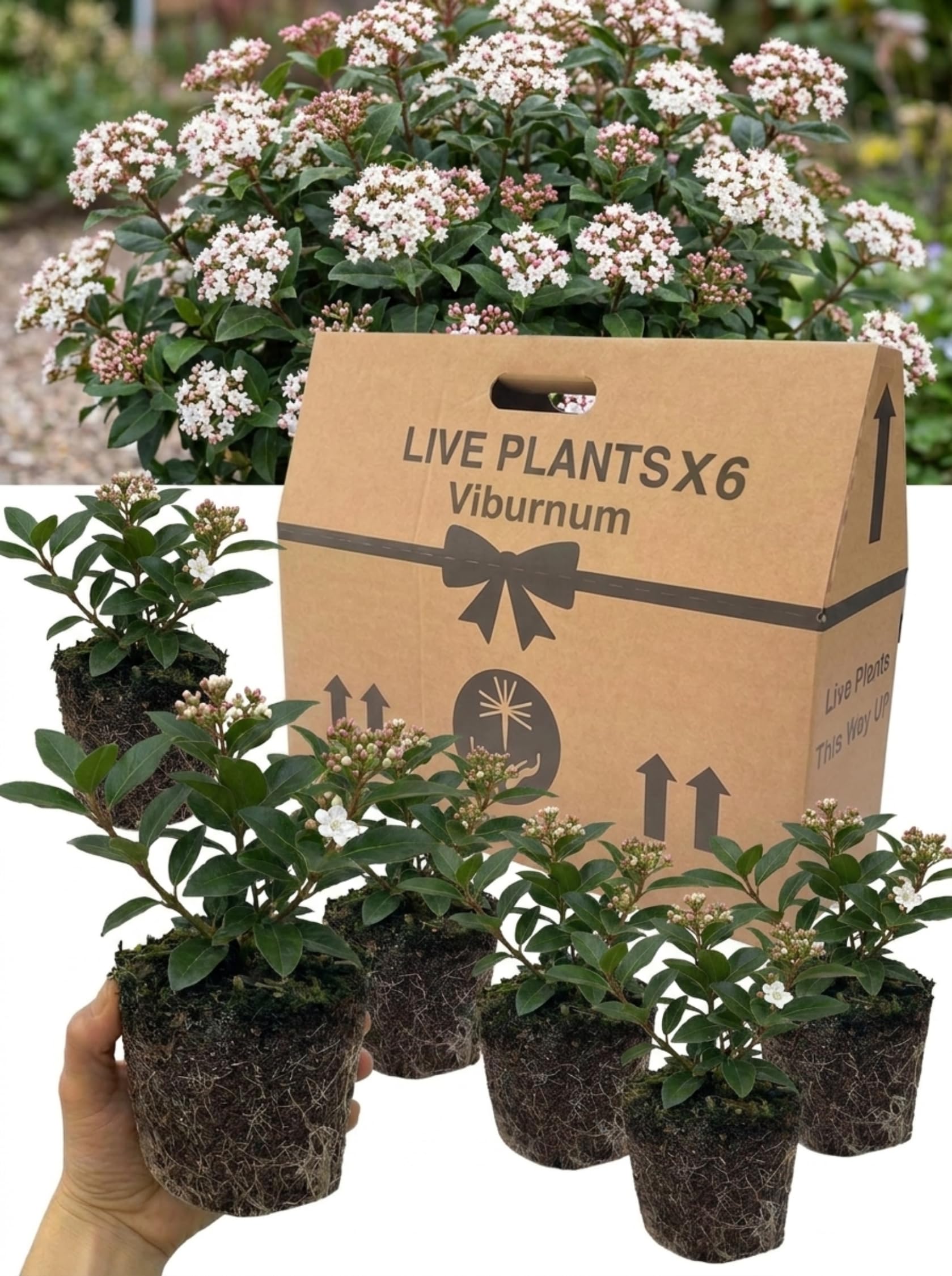 6 Viburnum Tinus Plants – Hardy Evergreen Shrubs for Garden, Hedging, Screening, Borders & Patio. 1L Root Ball. Winter Flowering, Bee Friendly, Low Maintenance, Fast Growing, Privacy Hedge Plants
