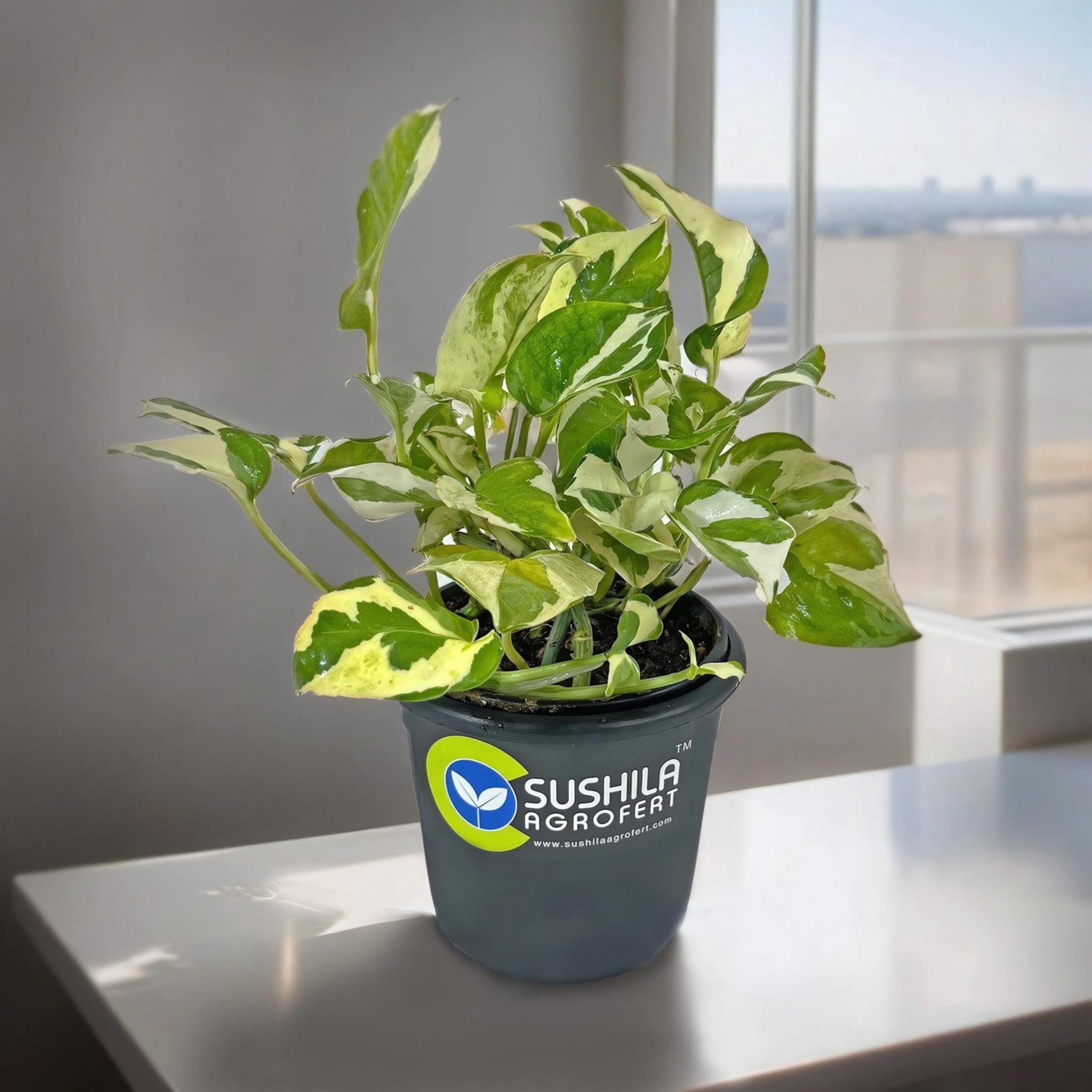 See full amazon price history chart for Sushila Agroferts Money Plant N joy Ornamental Indoor Good Luck Plant Sushila Agroferts Money Plant N joy Ornamental Indoor Good Luck Plant (B0CHQK4GB4) Amazon Price History, Amazon Price Tracker