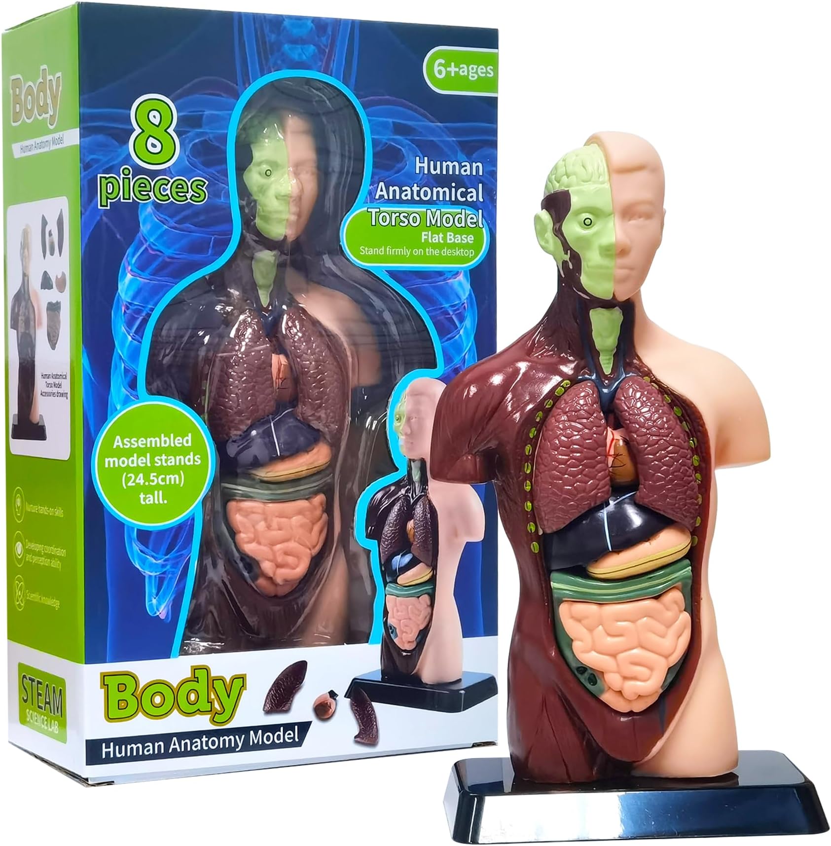 Human Body Model with 7 Removable Organ Models, Educational Organ Anatomical Models for Student and Teacher Classroom Biology Science Learning 9.6 in