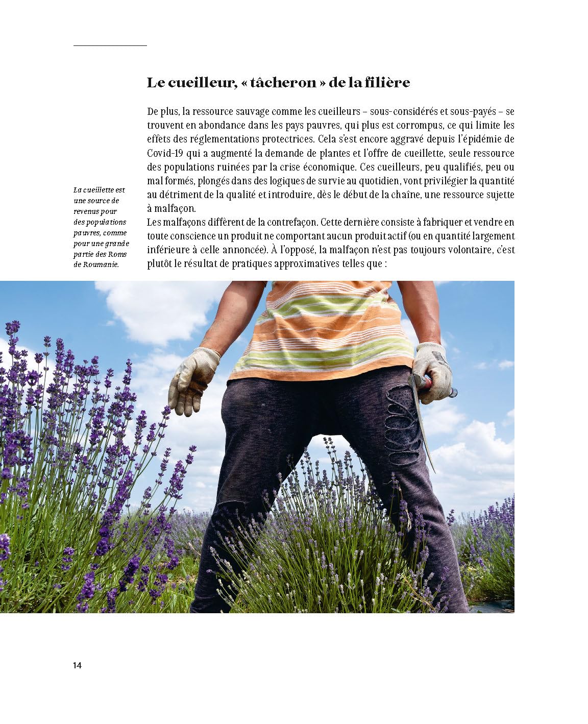 Aimer, cueillir et protéger nos plantes médicinales: Pour une cueillette écoresponsable