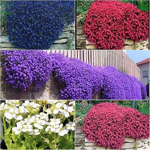 Miniatura 2 de Semillas híbridas de mezcla de berros de roca Aubrieta Flores perennes gigantes para plantar 100 semillas sin OMG