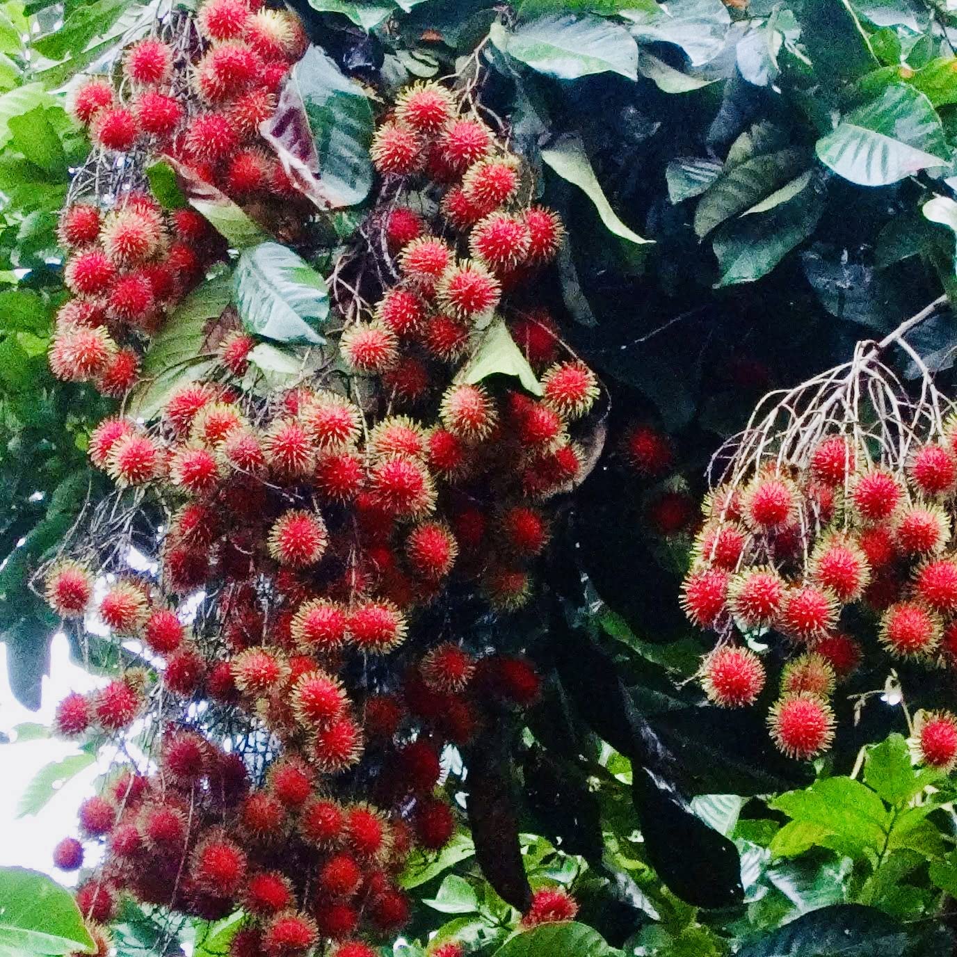 See full amazon price history chart for Mphmi Live Plants Nursery Garden Rambutan Tree - Plant. Live Nursery Outdoor Indoor Grafted Plant Mphmi Live Plants Nursery Garden Rambutan Tree - Plant. Live Nursery Outdoor Indoor Grafted Plant (B0BVG6HTY4) Amazon Price History, Amazon Price Tracker