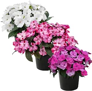 Live Flowering Sunpatiens - Grower's Choice Assorted Colors (3 Plants Per Pack)
