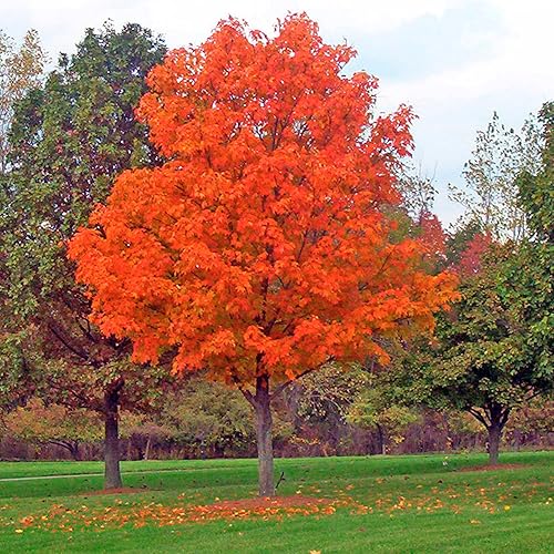 Miniatura 3 de YEGAOL Garden - Semillas de arce azucarado Acer Saccharum Deciduou, árbol ornamental popular en paisajismo al aire libre, 20 semillas de árbol