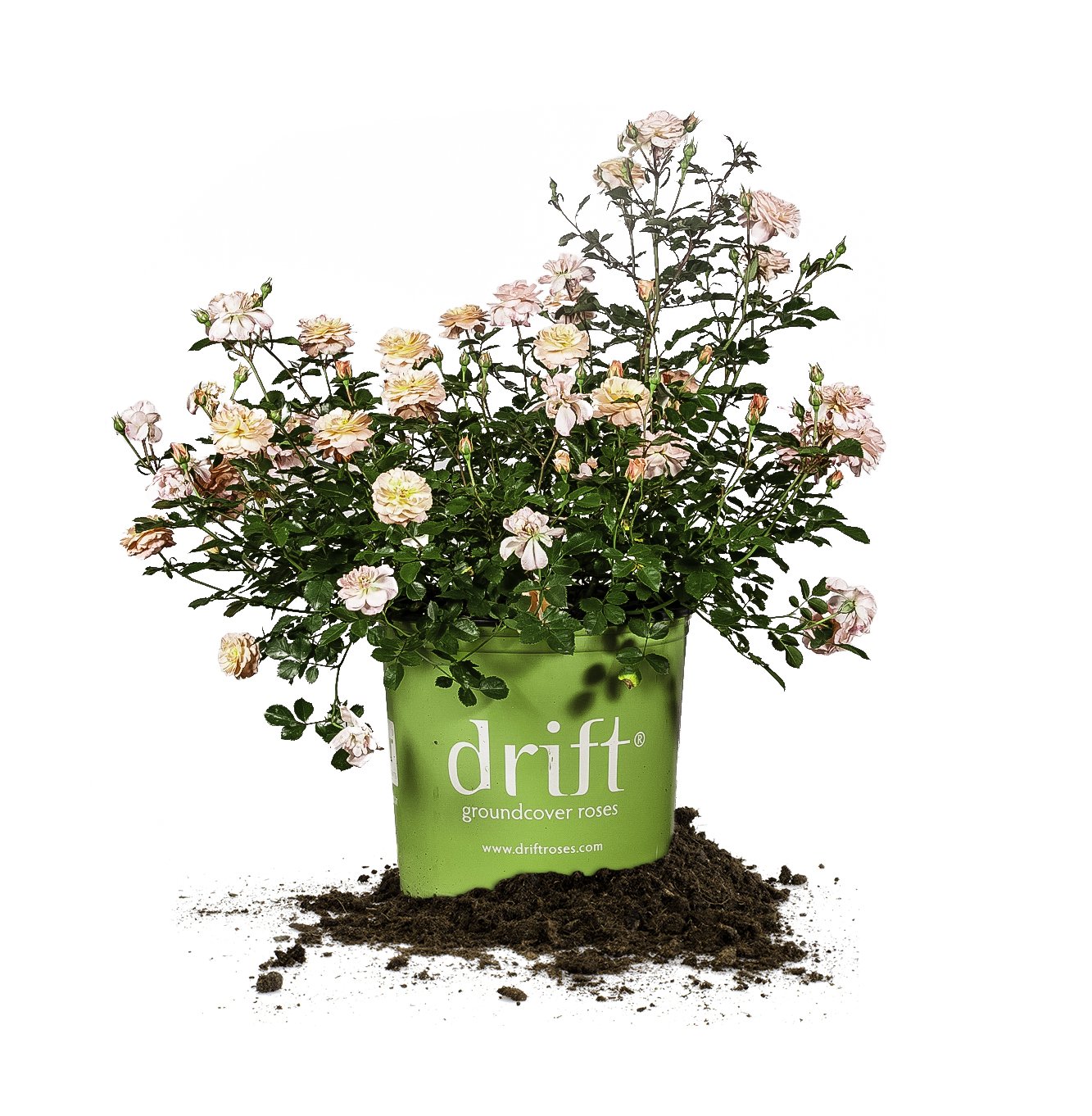 Apricot Drift 1 gallon