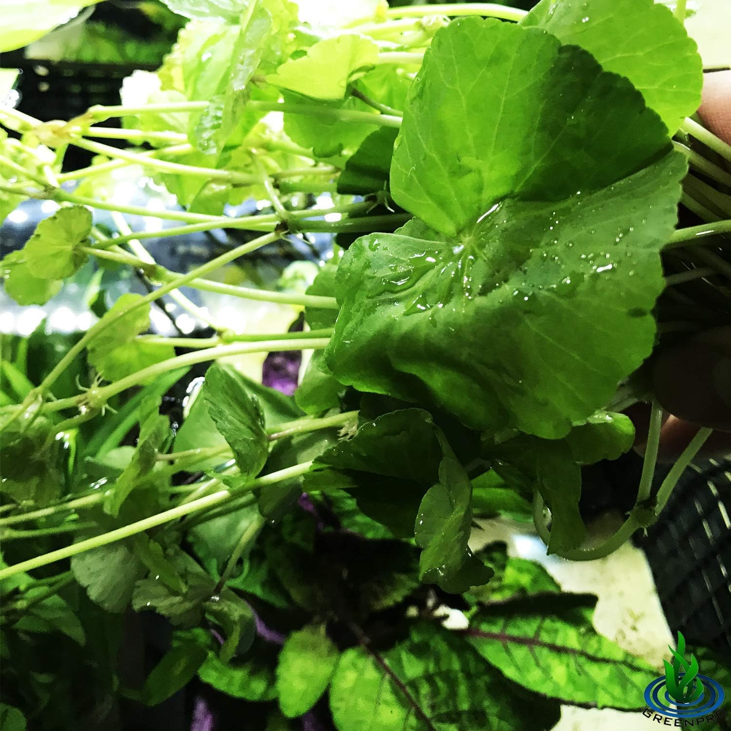 Hydrocotyle Leucocephala 3-Bunch Brazilian Pennywort Stems Freshwater Live Aquarium Plants Used in Foreground, Midground or Background Fish Tank Decoration