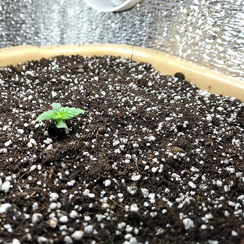 Miniatura 4 de Perlita orgánica para plantas, enmienda del suelo para mejorar el drenaje y el crecimiento, ideal para mezclas de macetas (10 cuartos de galón)