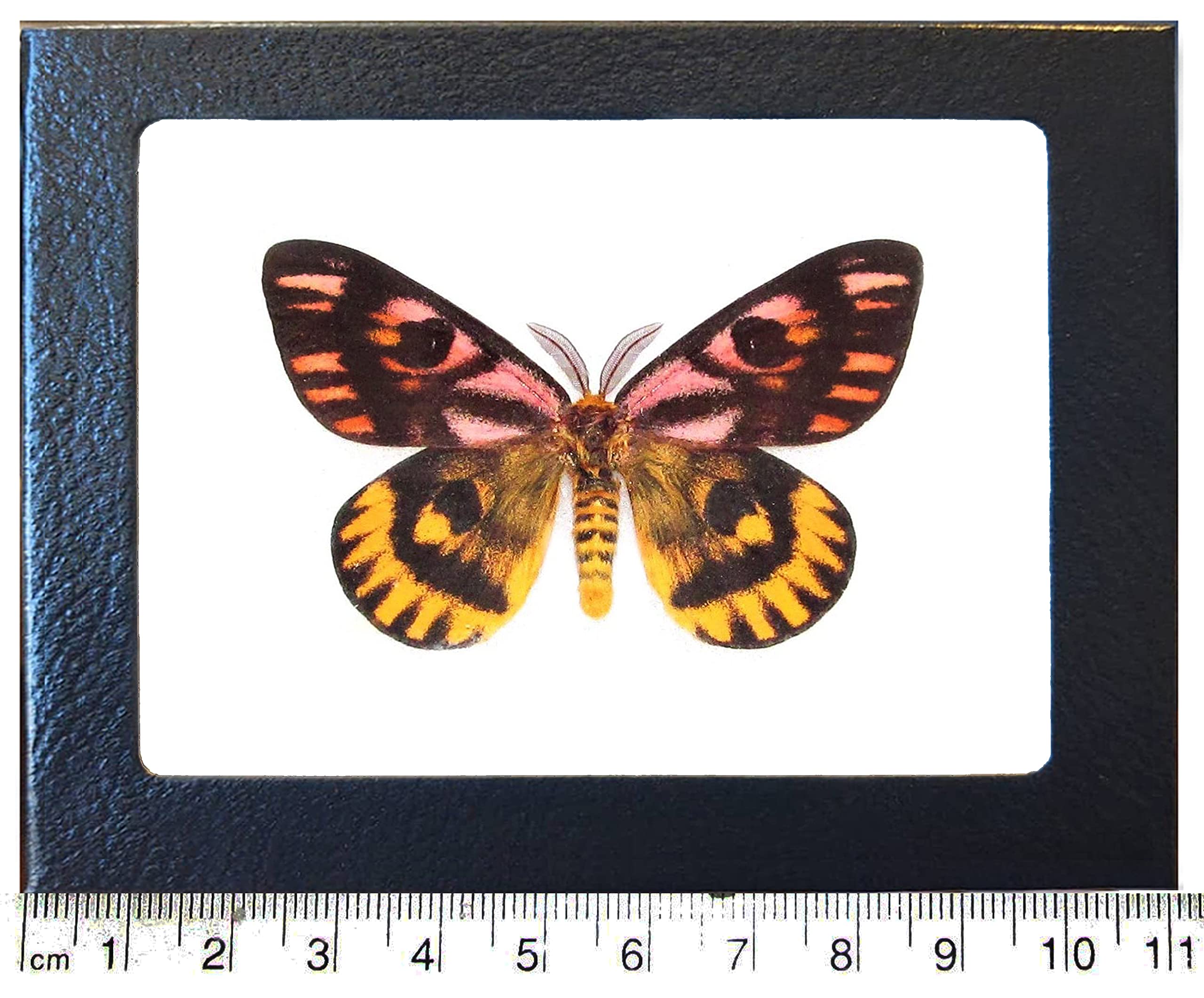 BicBugs Hemileuca eglanterina Pink Yellow Sheep Moth California USA Framed