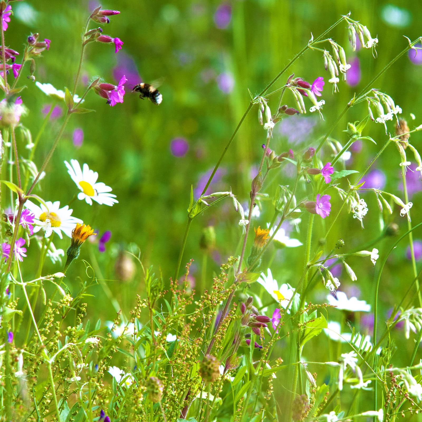 PDL - Pegdev Woodland & Heavy Shade - Wild Flower & Grass Mix Seed - Meadow, Bees, Butterfly, Sowing Rate: 5g/m2 (1KG)