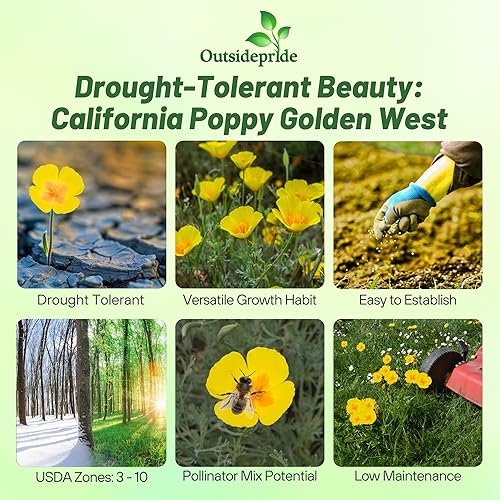 Miniatura 2 de Outsidepride 10000 semillas anuales Eschscholzia California Poppy Golden West Semillas de flores silvestres