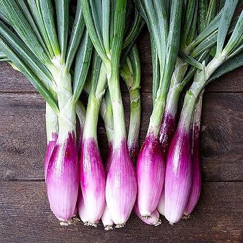 500 Gray French Shallot Seeds | Premium Non-GMO Heirloom Vegetable Seeds | Tasty Sweet Quick Vegetable Seed for Planting