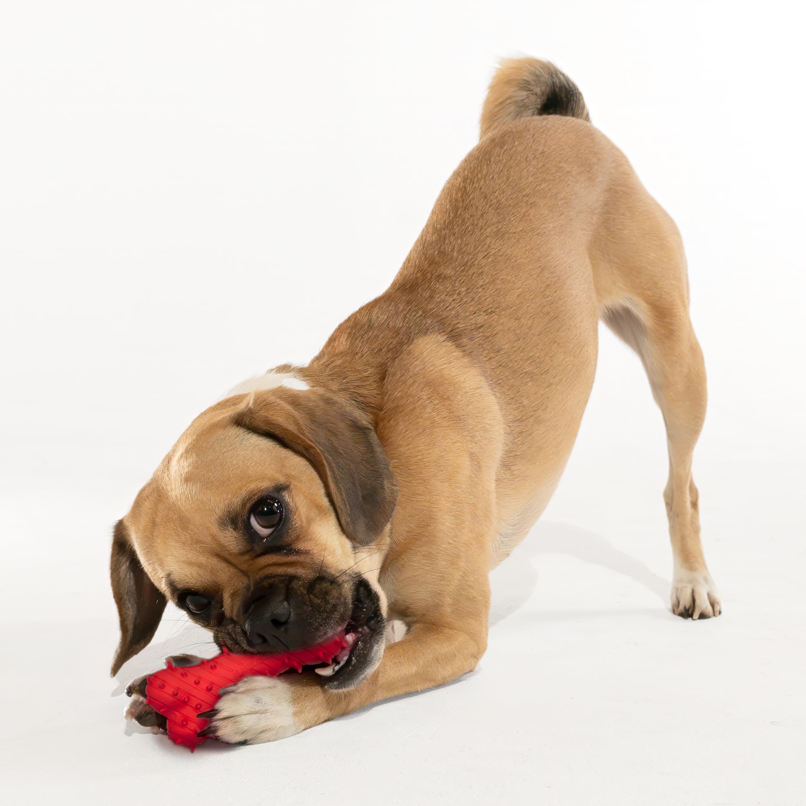Playology Hundespielzeug | Spielzeug für Welpen in Form eines Kauknochens, entwickelt für Junge und aktive Hunde | Riesiges Spielzeug mit Rindfleischgeschmack, hergestellt aus ungiftigen Materialien | Ideal für Welpen und junge Hunde, Noppen beruhigen das