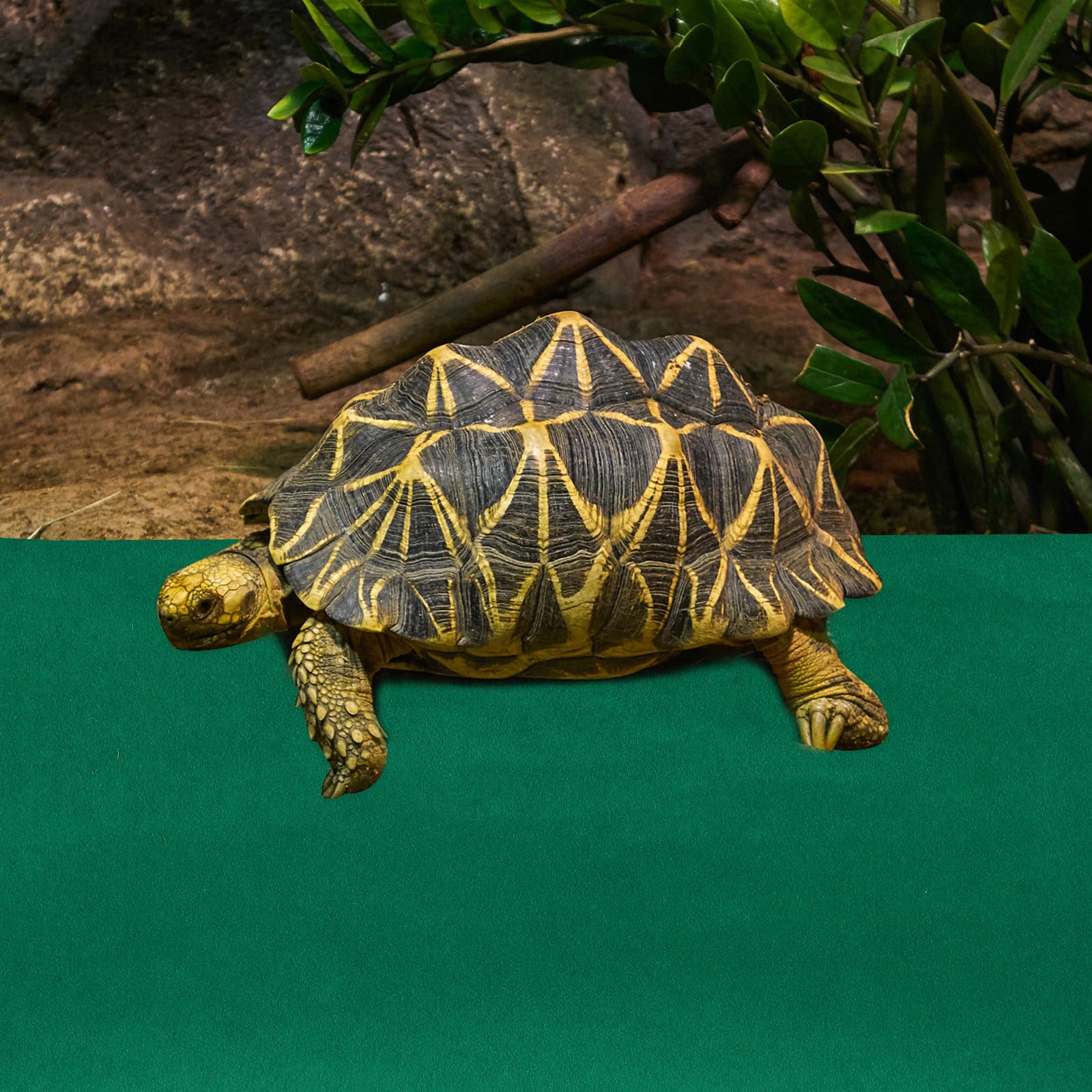 Tapis pour Reptiles 120x60 cm Fibre Polyester Naturelle Vert Absorbant, Revêtement Substrat Terrarium, Coussin Lavable Réutilisable