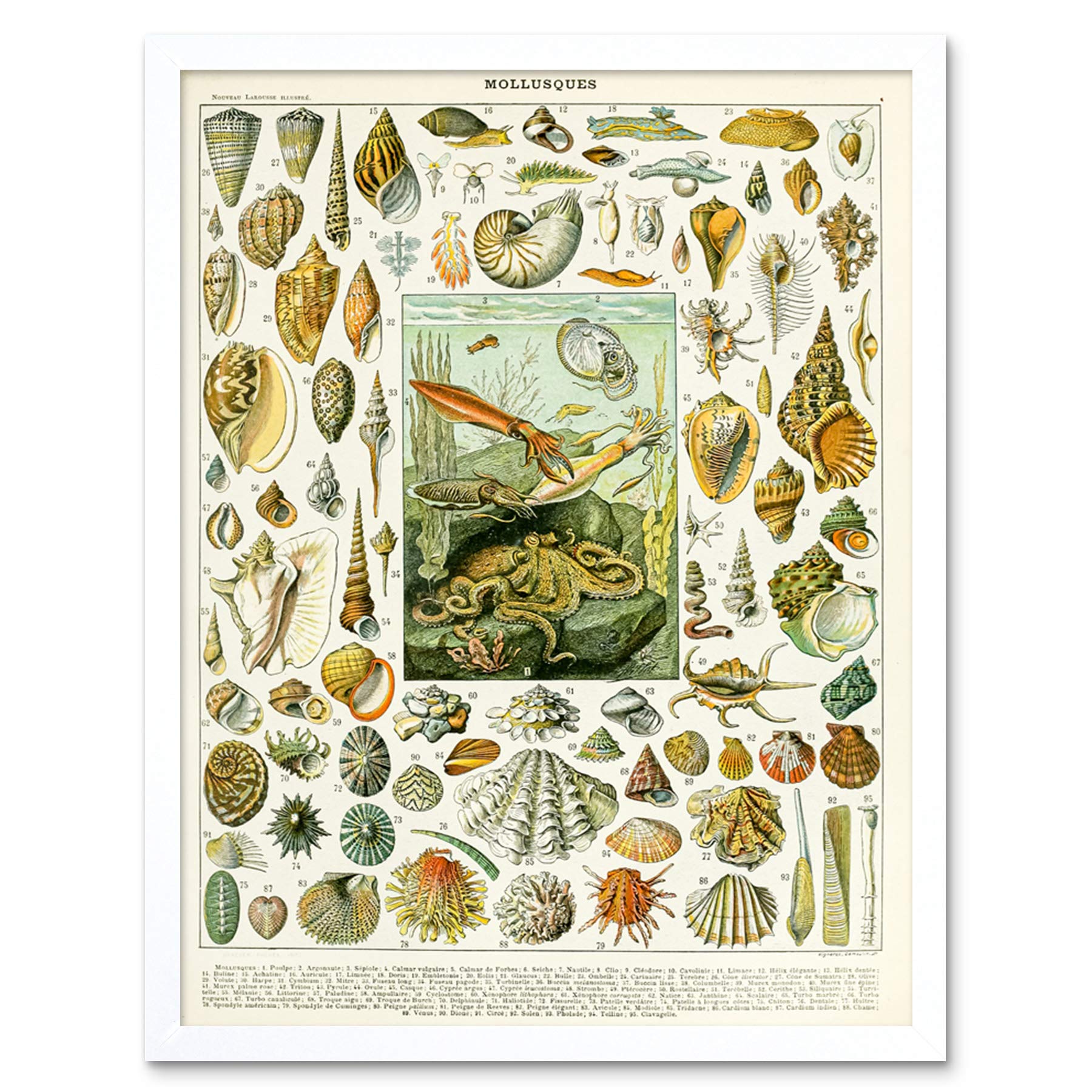 Artery8 Millot Encyclopedia Page Molluscs Shells Art Print Framed Poster Wall Decor 12x16 inch — view 131