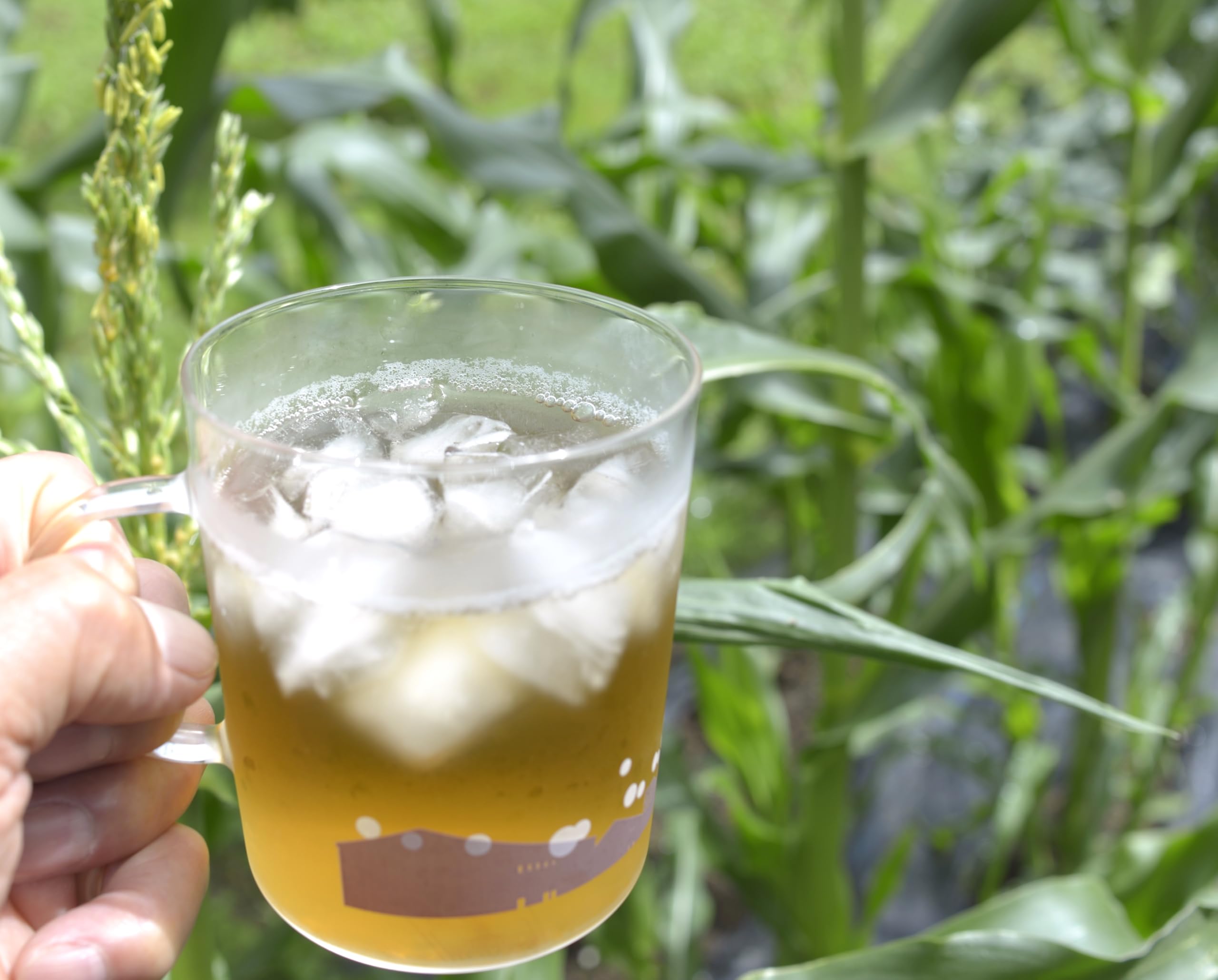Amazon | 富士食糧 昔のむぎ茶(12g x52P)x2袋 | 富士食糧 | ハーブ