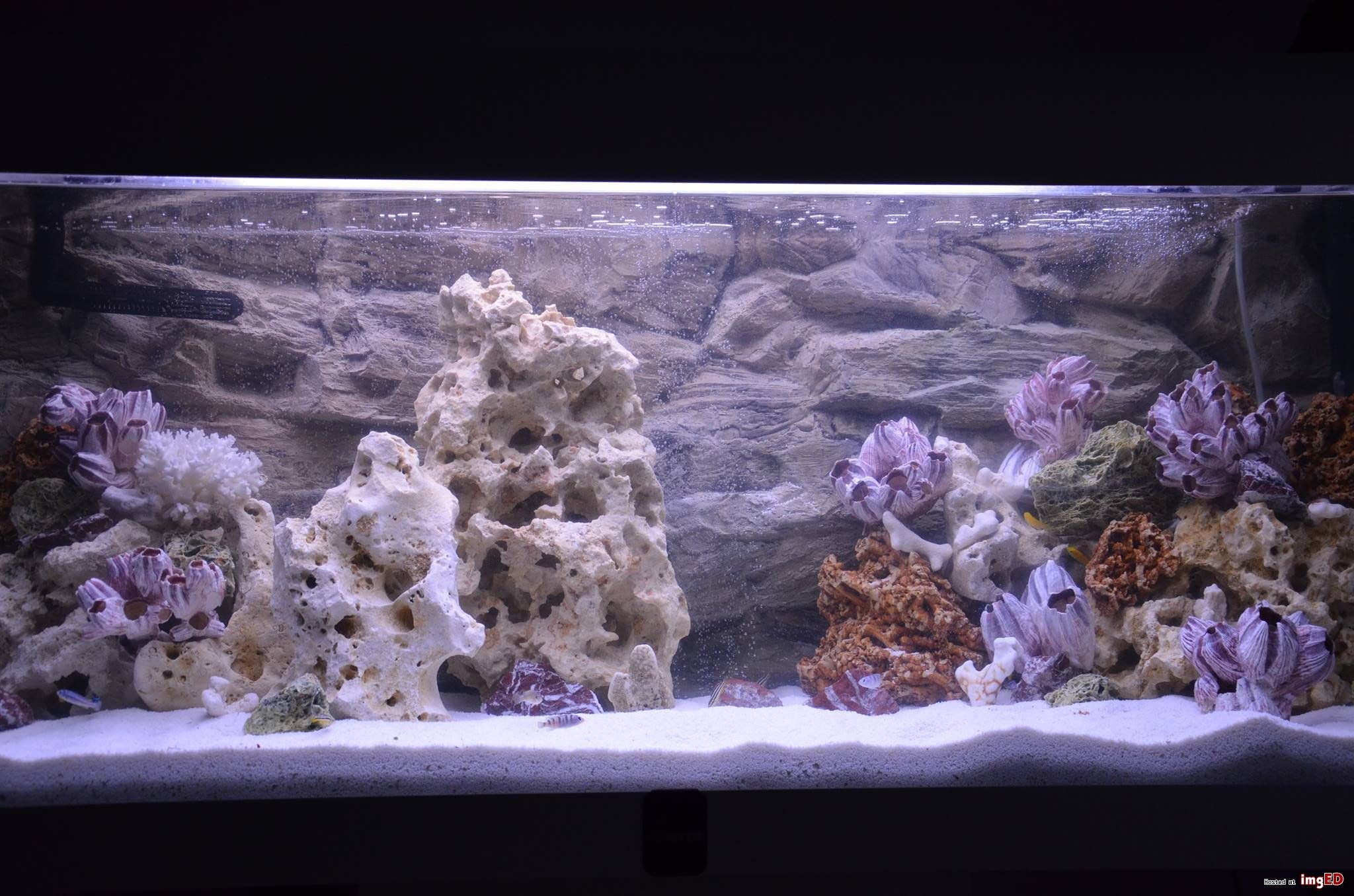 Pietre dolomitiche per Acquario - Decorazione Naturale per Acquario - Rocce Ornamentali Marine - Adatto per biotipi Malawi e Tanganica - Stabilizzare Il PH - 20 kg di Spaghetti Verde
