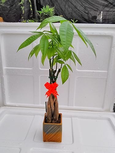 jmbamboo- Live Lucky 5 - Árbol de dinero trenzado en 1 pachira con plantas de cerámica hechas a mano Lucky para 2012