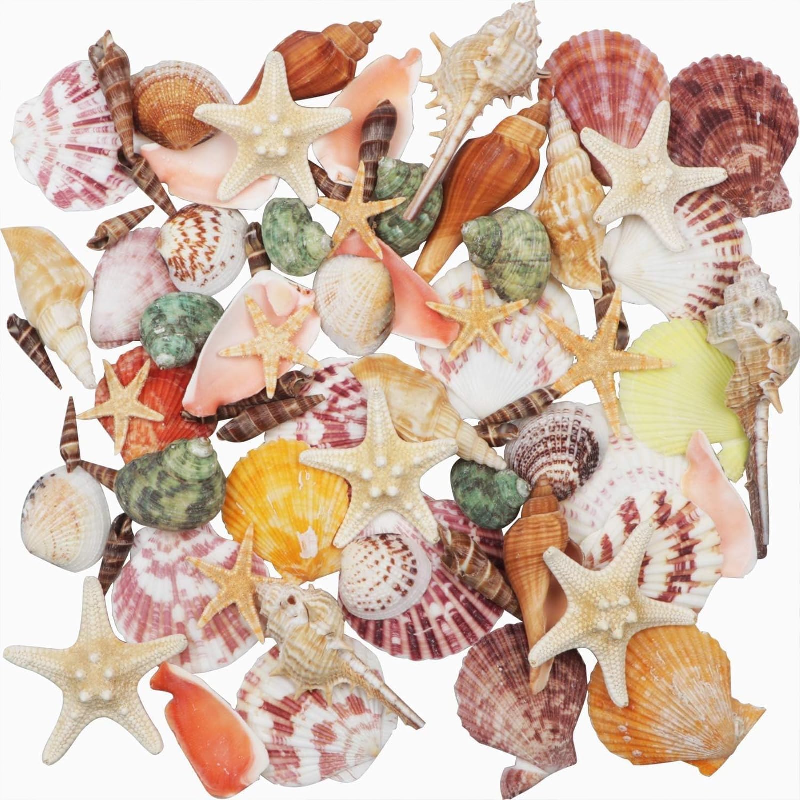 THE WHITE SHOP Sea Shells, Mixed Beach Shells, Random Natural Shells, Natural Starfish for Beach Theme Party, DIY Crafts Fish Tank, Vase Fillers, Home, Wedding Decorations