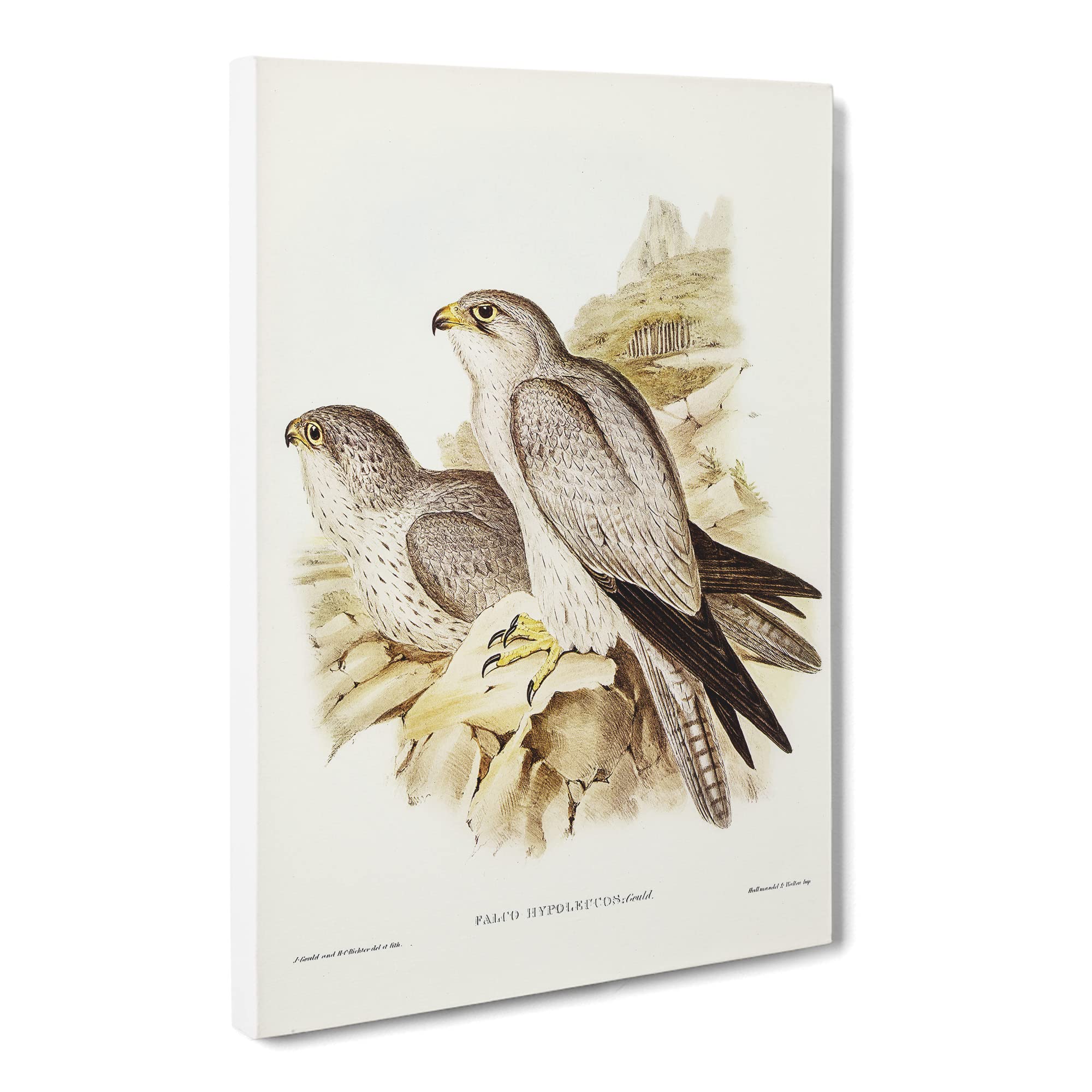 Gray Falcon Birds By Elizabeth Gould Canvas Print, Mixed, 25L x 50W cm