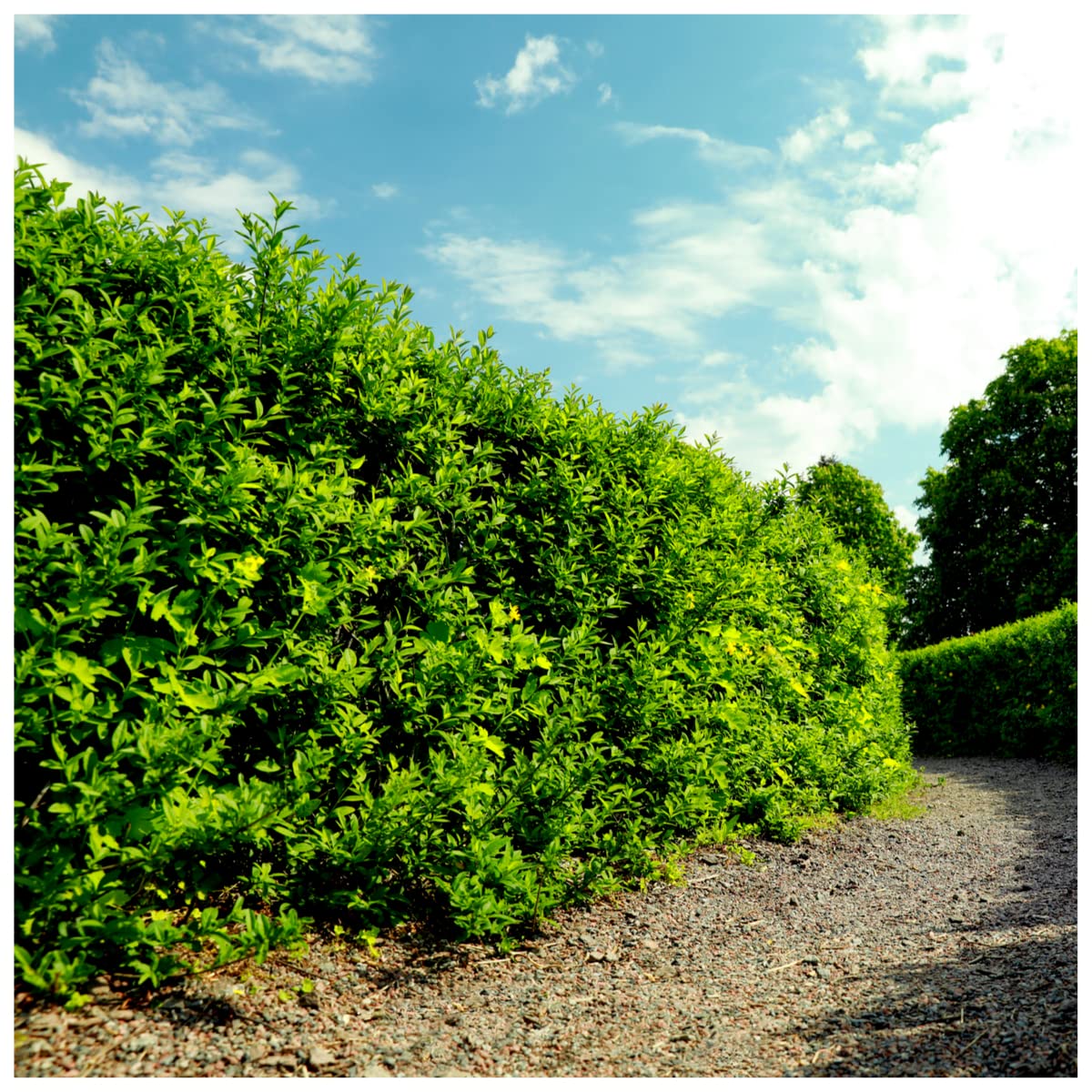 70 Green Privet Hedging Plants Ligustrum Hedge 20-30cm, Potted, Dense Evergreen 3fatpigs®