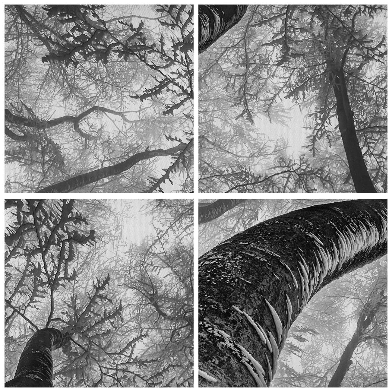Cuadros Decoracion Salon Bosque Árboles Naturaleza Lienzos Decorativos 80x120cm Cuadro Sobre Lienzo Moderno Vertical Dormitorio Cuadros Pared Imágenes Wall Art Prints Decor Grande PA80x120-5338