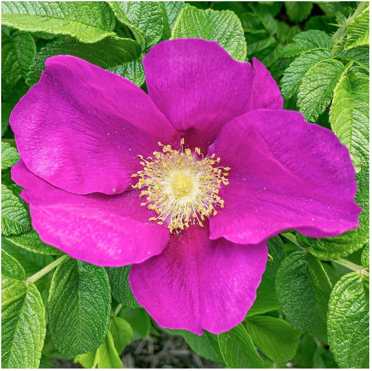 Everwilde Farms - 1/4 Lb Prairie Wild Rose Native Wildflower Seeds - Gold Vault