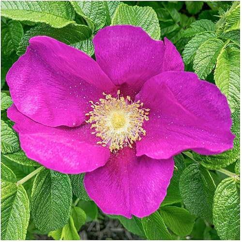 Miniatura 3 de Everwilde Farms - 60 semillas de flores silvestres nativas de rosa silvestre de la pradera - Paquete de semillas jumbo Gold Vault