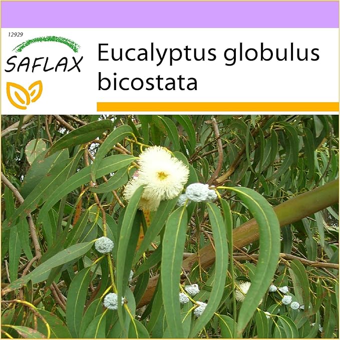 SAFLAX - Eucalipto Azul - 100 semillas - Eucalyptus globulus