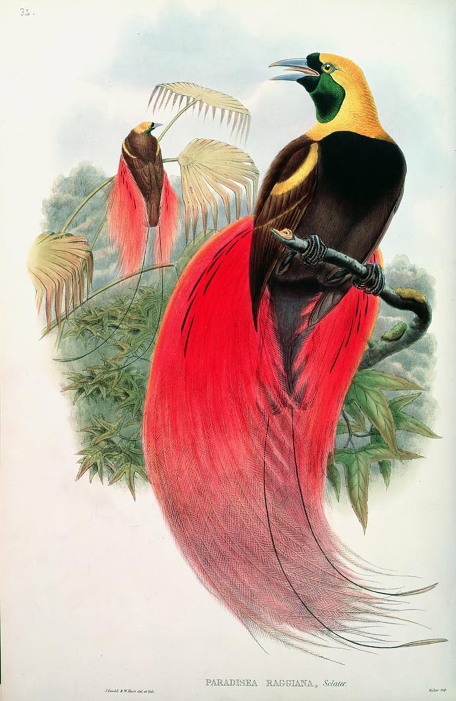 POSTERIIk Famous Print Pop Art Wall Art Graffiti Animal Bird Bird of Paradise Engraved by John Gould Art Prints for Home Decor 60x90cm