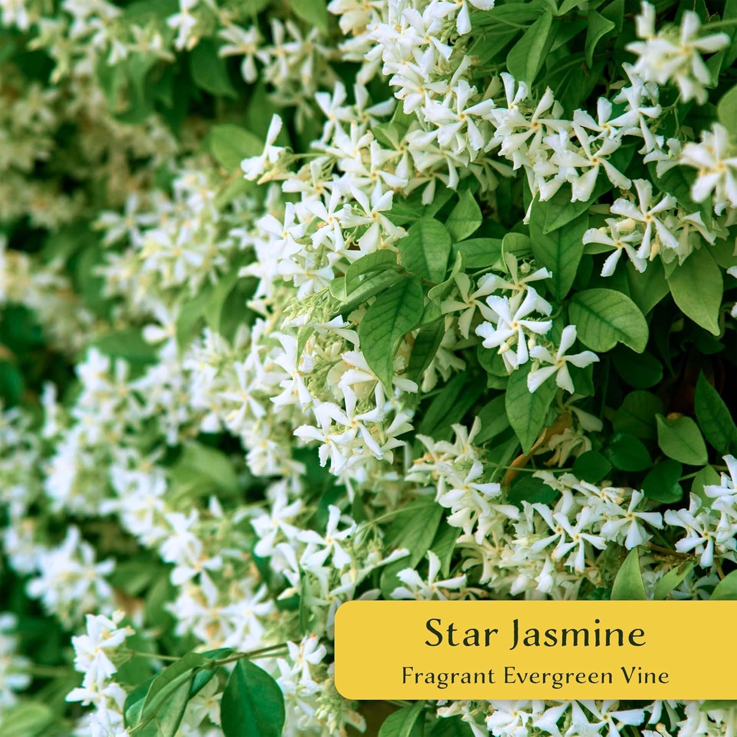 12 Star Jasmine in 2.5” Nursery Cubes (Trachelospermum jasminoides) | Evergreen Flowering Vine for Trellises, Fences & Groundcover | Ready-to-Plant Live Starter Plants