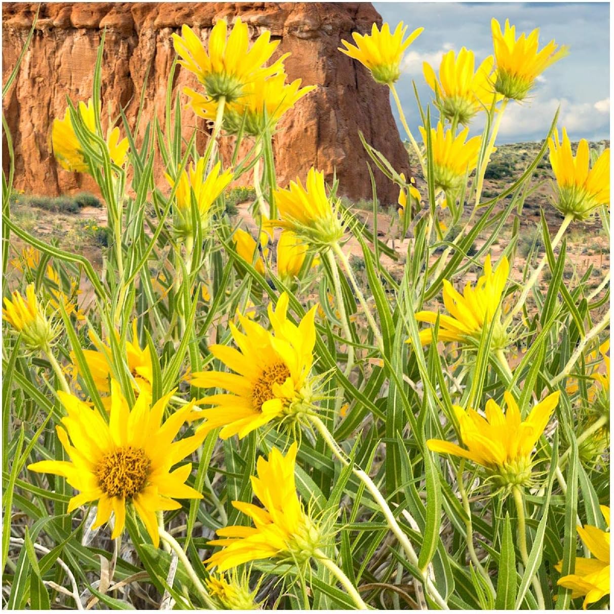 Everwilde Farms - 1/4 Lb Mule's Ears Native Wildflower Seeds - Gold Vault