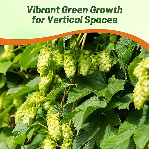 Miniatura 4 de Outsidepride 200 semillas de humulus perenne Lupulus lúpulo trepador semilla de planta de vid